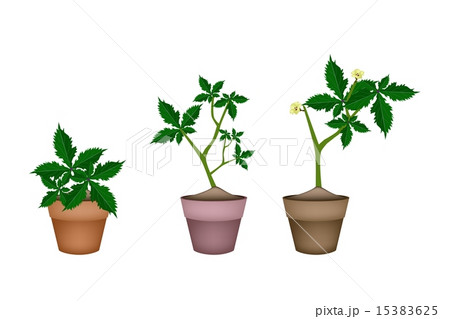 Fresh Okra Plant in Ceramic Flower Pots 15383625