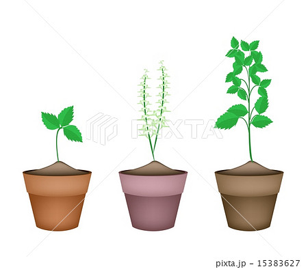 Holy Basil Plants in Ceramic Flower Pots Holy Basil Plants in Ceramic Flower Pots 15383627