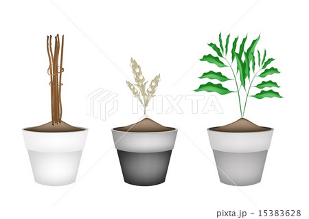 Fresh Cardamon Plants in Ceramic Flower Pots Fresh Cardamon Plants in Ceramic Flower Pots 15383628