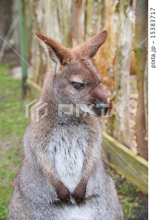 Brown kangaroo, focus close-up Brown kangaroo, focus close-up 15383717