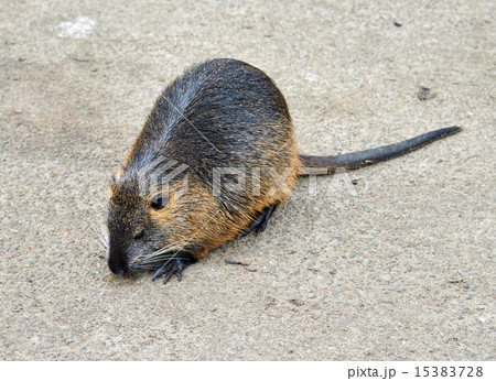 Coypu, also known as the nutria Coypu, also known as the nutria 15383728