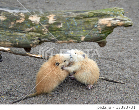 Coypu, also known as the nutria 15383731