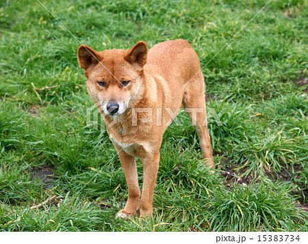 Australian Dingo 15383734