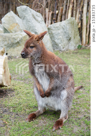 Brown kangaroo, focus close-up Brown kangaroo, focus close-up 15383735