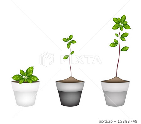 Fresh Thai Basil Plant in Ceramic Flower Pots Fresh Thai Basil Plant in Ceramic Flower Pots 15383749