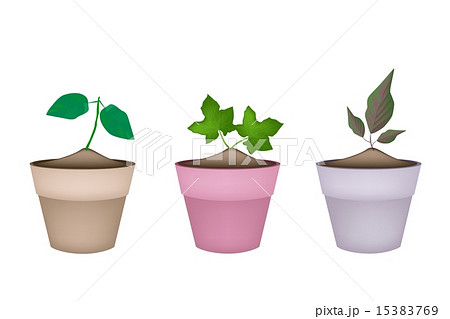 Three Ornamental Trees in Ceramic Flower Pots Three Ornamental Trees in Ceramic Flower Pots 15383769