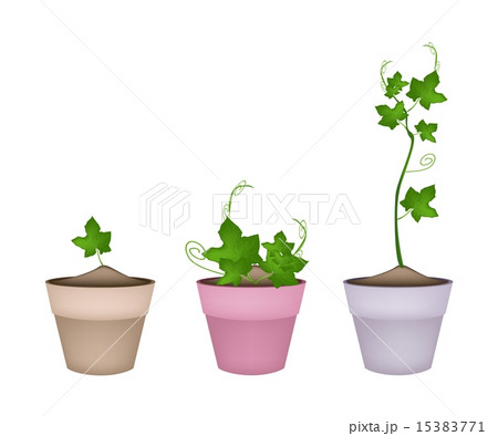 Green Chayote Plants in Ceramic Flower Pots 15383771