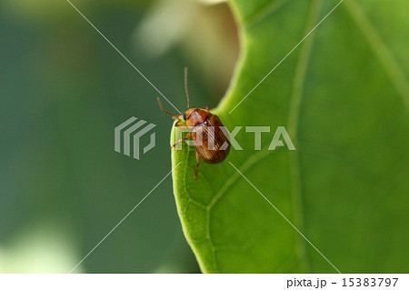 生き物 昆虫 モモブトサルハムシ 丸っこくて茶色いハムシ ５ ６ミリほどの虫です の写真素材