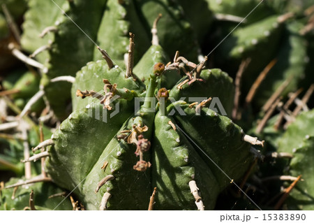 エウフォルビア、トウダイグサ科、南アフリカ エウフォルビア、トウダイグサ科、南アフリカ 15383890