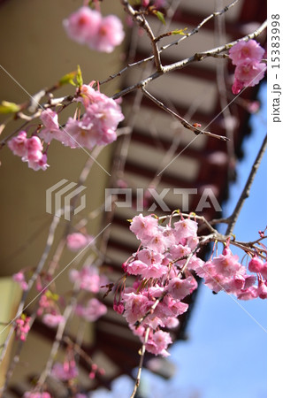 日輪堂の軒先の枝垂桜 15383998