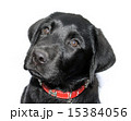 Food Please 15384056