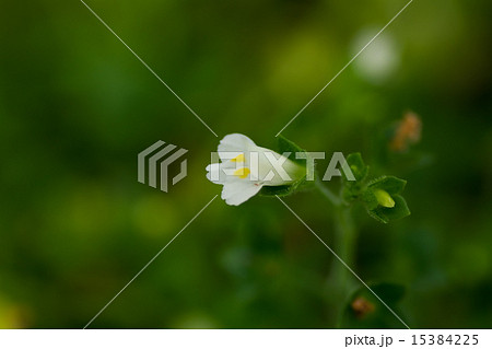 ヒメサギゴケ、ハエドクソウ科、日本、中国西部、ヒマラヤ、ニューギニア、絶滅危惧IＢ類（ＥＮ） 15384225