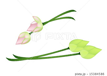 Four Lotus Flowers on A White Background 15384586