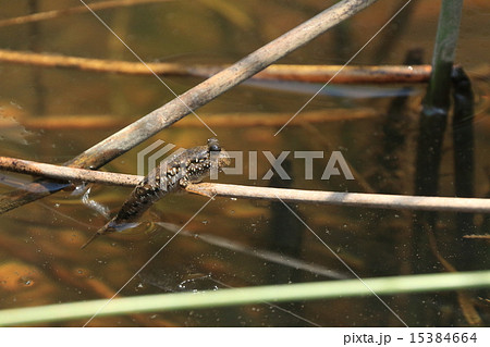 生き物　魚　ミナミトビハゼ、倒れたアシの茎によじ登っています。濡れるのが嫌いなのでしょうか 15384664
