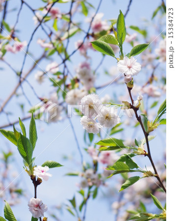 満開の子福桜 満開の子福桜 15384723
