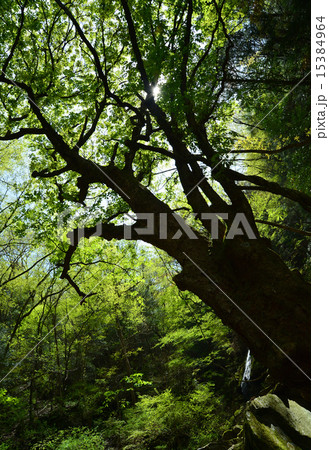 栃の木 15384964