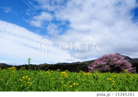 黒部の桜と菜の花と空と雲 黒部の桜と菜の花と空と雲 15385261