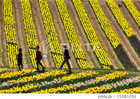 チューリップ畑 15385293