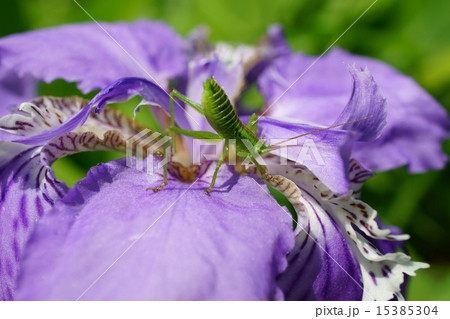 花の上にバッタ 15385304