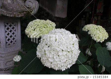 京都府福知山市の丹波あじさい寺 永代供養・水子供養の観音寺 京都府福知山市の丹波あじさい寺 永代供養・水子供養の観音寺 15385384