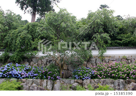 京都府福知山市の丹波あじさい寺 永代供養・水子供養の観音寺 15385390