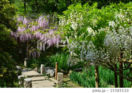 藤の花 15385510