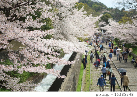 京都　花見客でにぎわうインクライン 15385548