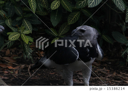 Harpy Eagle Harpy Eagle 15386214