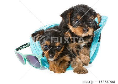 Two little Yorkshire Terrier and  beach hat 15386908