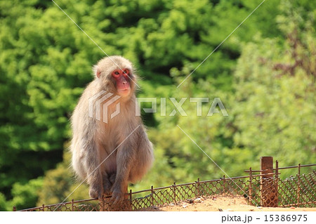 京都の猿の写真素材