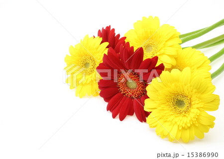 ガーベラ ガーベラ 15386990