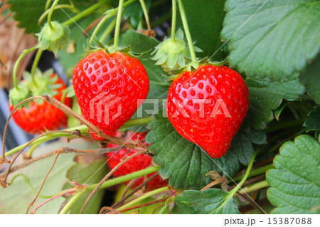 いちご いちご 15387088