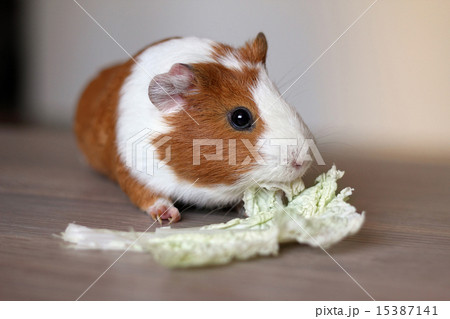 Guinea pig eats Guinea pig eats 15387141
