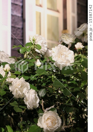 洋館とバラ 15387142