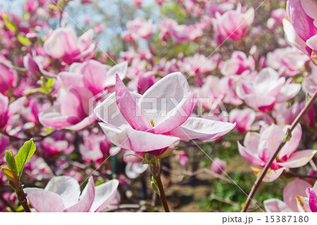 Blooming garden of magnolia trees Blooming garden of magnolia trees 15387180