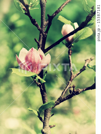 Abloom flower of magnolia Abloom flower of magnolia 15387181