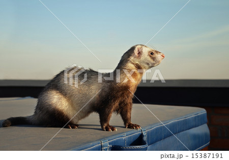 Cute ferret sitting on a suitcase Cute ferret sitting on a suitcase 15387191