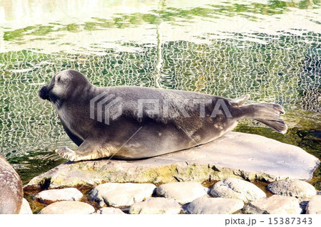 バイカルアザラシ 15387343