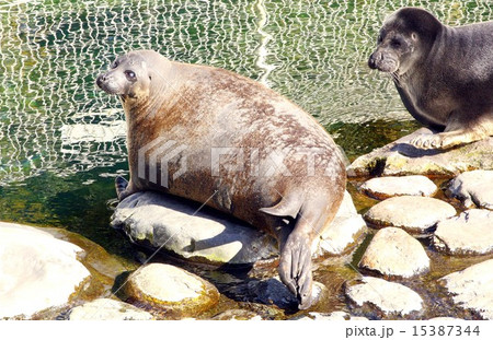 バイカルアザラシ 15387344