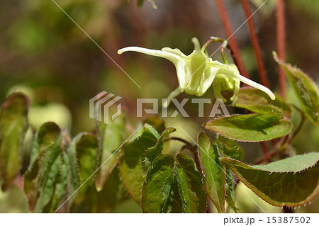 イカリソウ イカリソウ 15387502