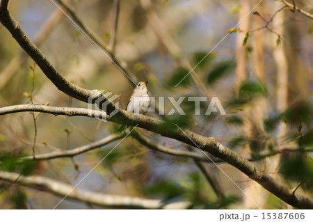 コサメビタキ 15387606