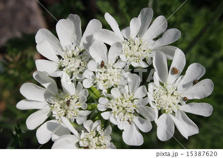 オルラヤの花に集まるヒメマルカツオブシムシの写真素材