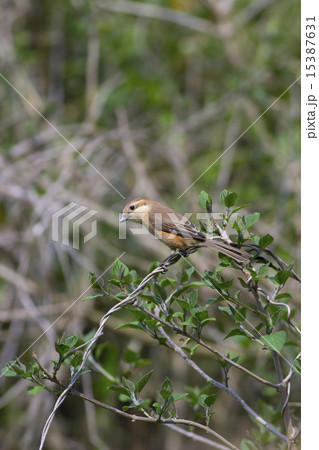 モズ（メス） 15387631