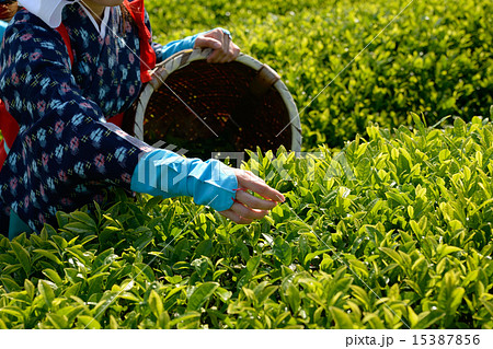 八十八夜 15387856