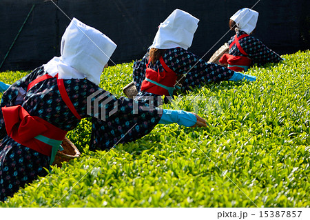 八十八夜 15387857