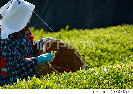 八十八夜 八十八夜 15387858