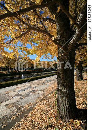 昭和記念公園銀杏 15388043