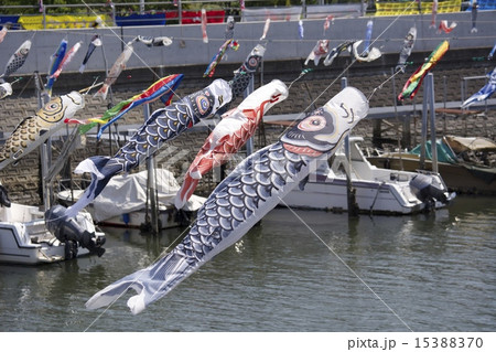 鯉のぼり 15388370
