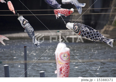 鯉のぼり 15388371