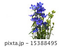 デルフィニウム_アクアブルー 15388495